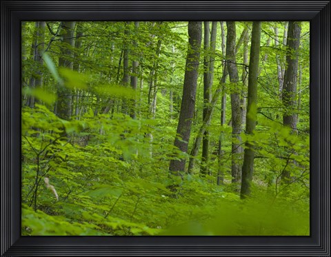 Framed Woodland Hainich in Thuringia Print