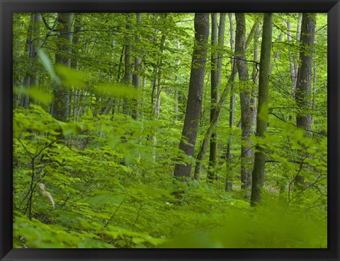 Framed Woodland Hainich in Thuringia Print