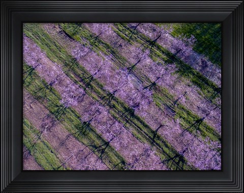Framed Peach Orchard in Spring, Marion County, Illinois Print