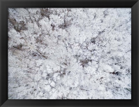 Framed Aerial View of Snow-Covered Trees, Marion County, Illinois Print