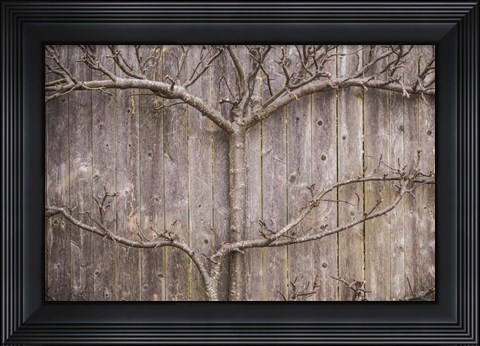 Framed Provincetown Winter Vines, Cape Cod Print