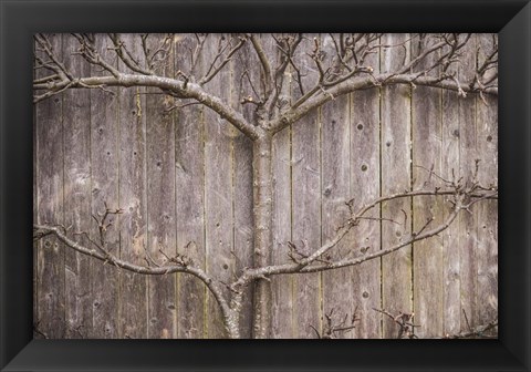 Framed Provincetown Winter Vines, Cape Cod Print