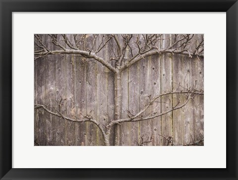 Framed Provincetown Winter Vines, Cape Cod Print