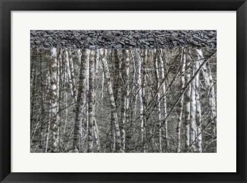 Framed Black and White of Alder Trees Reflecting in Water Print