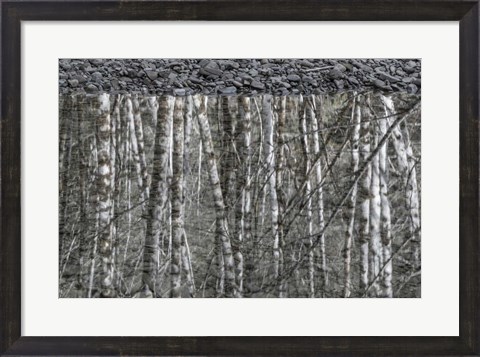 Framed Black and White of Alder Trees Reflecting in Water Print
