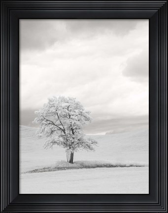 Framed Infrared of Lone Tree in Wheat Field 1 Print