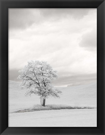 Framed Infrared of Lone Tree in Wheat Field 1 Print