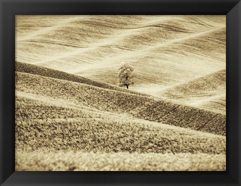 Framed Infrared of Lone Tree in Wheat Field 2 Print