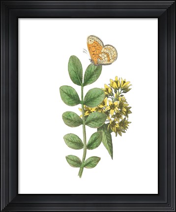 Framed Greenery Butterflies II Print