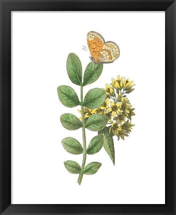 Framed Greenery Butterflies II Print