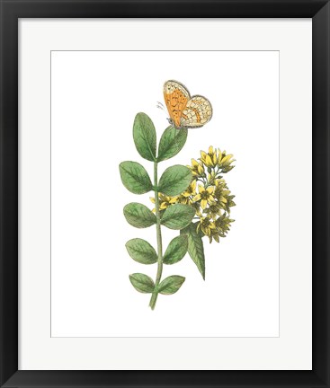 Framed Greenery Butterflies II Print