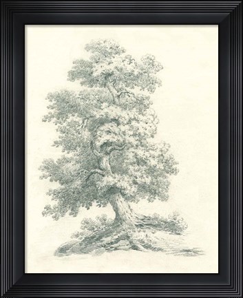 Framed Tree Study II Print