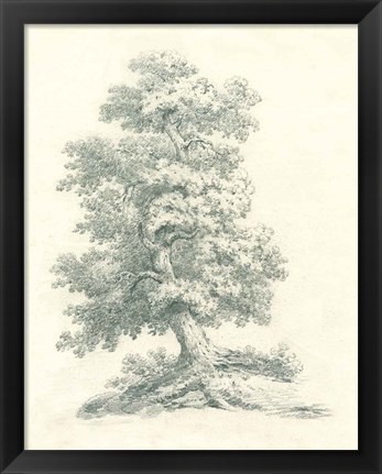 Framed Tree Study II Print