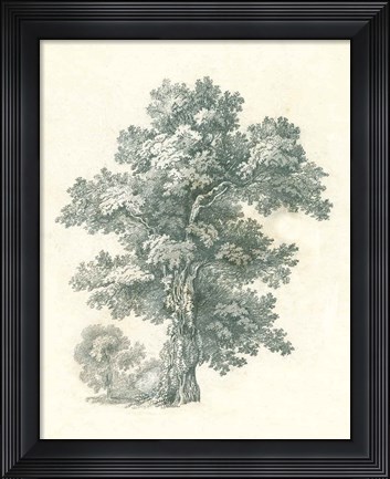 Framed Tree Study I Print
