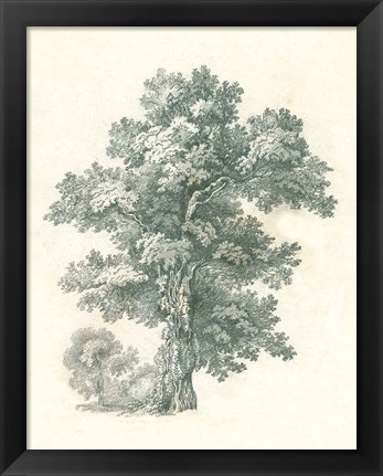 Framed Tree Study I Print