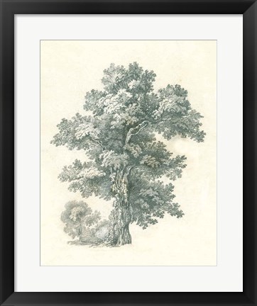 Framed Tree Study I Print