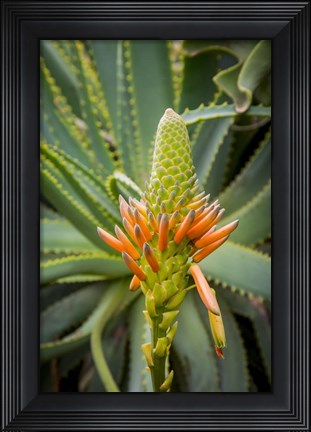 Framed African Aloe Print