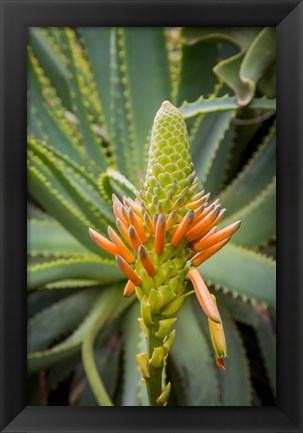 Framed African Aloe Print