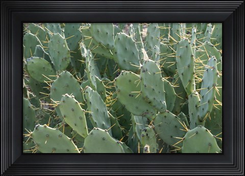 Framed Prickly Pear Cactus Print