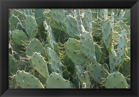 Framed Prickly Pear Cactus Print