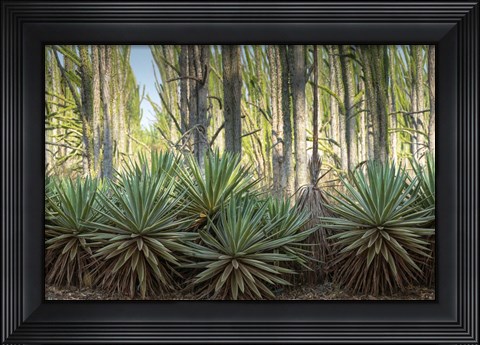 Framed Sisal Plants Print