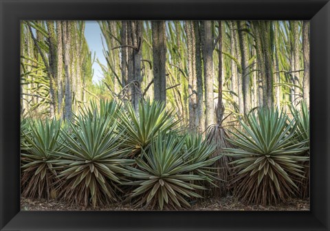 Framed Sisal Plants Print