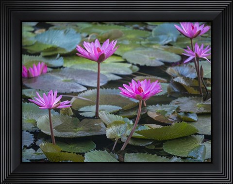 Framed Pink Water Lilies Print