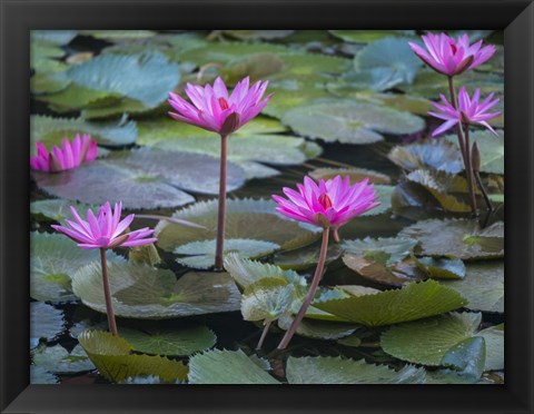 Framed Pink Water Lilies Print