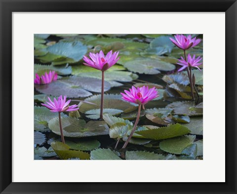 Framed Pink Water Lilies Print