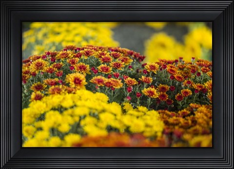 Framed Kingston Farmers Market In Autumn, Canada Print