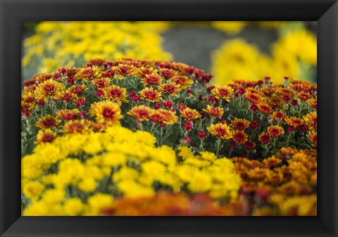 Framed Kingston Farmers Market In Autumn, Canada Print