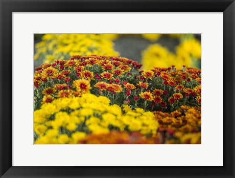 Framed Kingston Farmers Market In Autumn, Canada Print