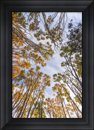 Framed Walton Trees In Autumn Print