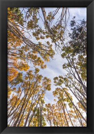 Framed Walton Trees In Autumn Print