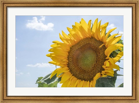 Framed Sunflowers Blooming Near Lavender Fields Print