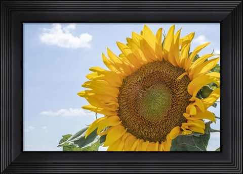 Framed Sunflowers Blooming Near Lavender Fields Print