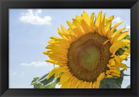 Framed Sunflowers Blooming Near Lavender Fields Print