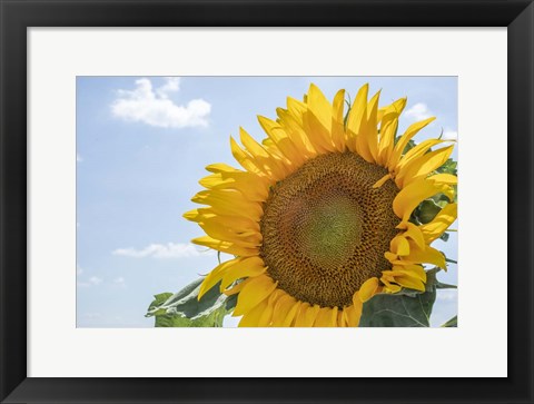 Framed Sunflowers Blooming Near Lavender Fields Print