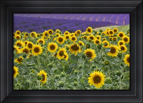 Framed Sunflowers Blooming Near Lavender Fields During Summer Print