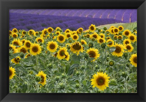 Framed Sunflowers Blooming Near Lavender Fields During Summer Print