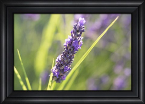 Framed Close-Up Of Lavender Blooms Print