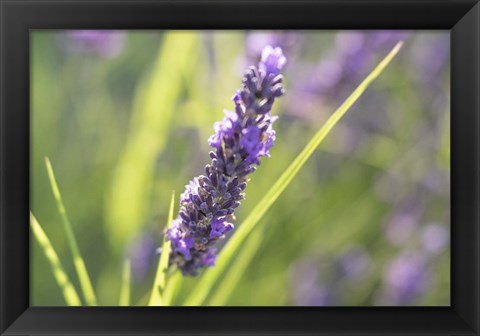 Framed Close-Up Of Lavender Blooms Print