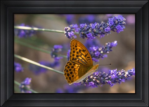 Framed Marbled Butterfly On Valensole Print