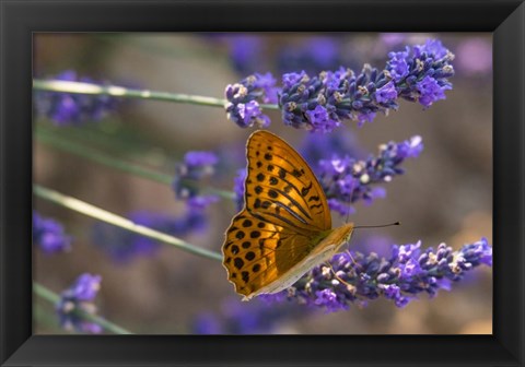 Framed Marbled Butterfly On Valensole Print