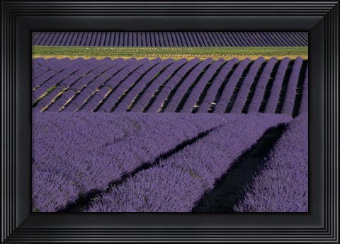 Framed Lavender Fields On Valensole Plain, Provence, Southern France Print