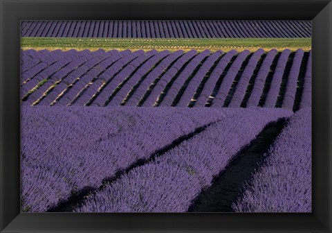 Framed Lavender Fields On Valensole Plain, Provence, Southern France Print