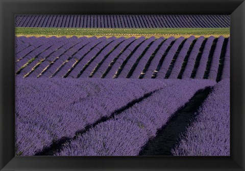 Framed Lavender Fields On Valensole Plain, Provence, Southern France Print