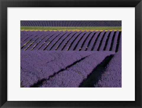 Framed Lavender Fields On Valensole Plain, Provence, Southern France Print