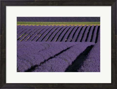 Framed Lavender Fields On Valensole Plain, Provence, Southern France Print