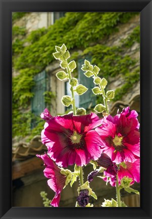 Framed Hollyhocks Flowers Blooming In Provence Print